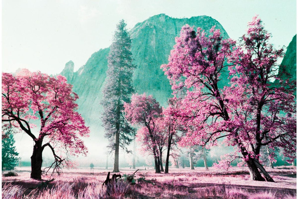 LomoChrome Purple Pétillant 35 mm ISO 100–400