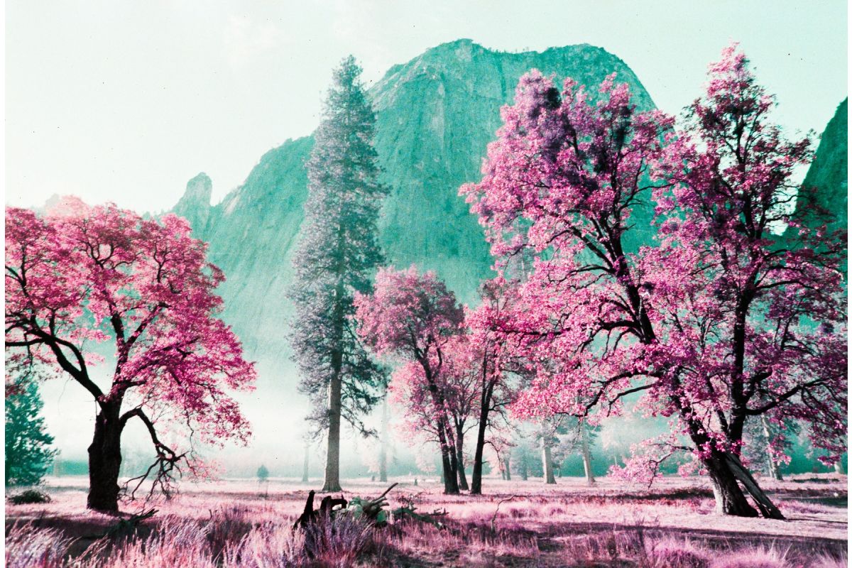 LomoChrome Purple Pétillant 35 mm ISO 100–400