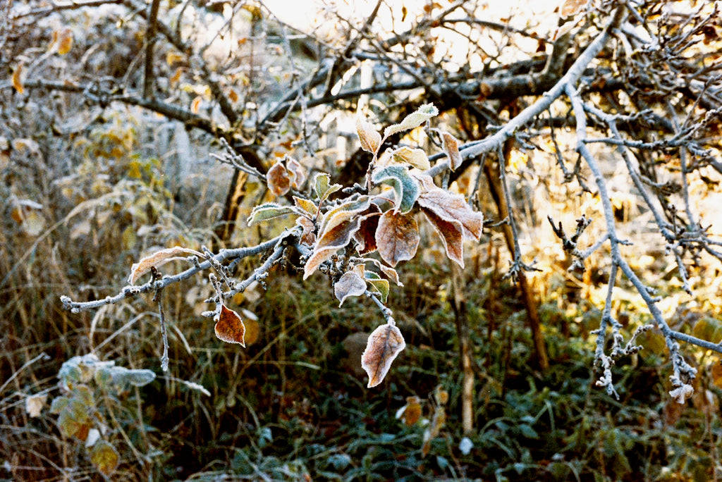 Leica CL med Voigtländer linse